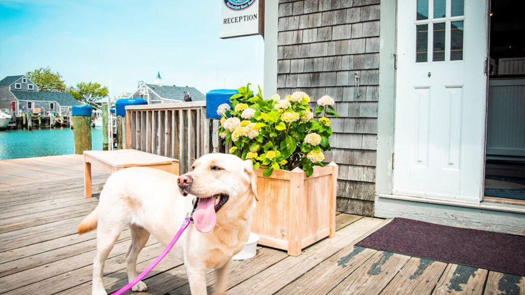 Nantucket – The Pet-Friendly Paradise: A Comprehensive Guide